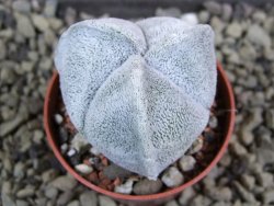 Astrophytum coahuilense tricostatum pot 5,5 cm - 12380606