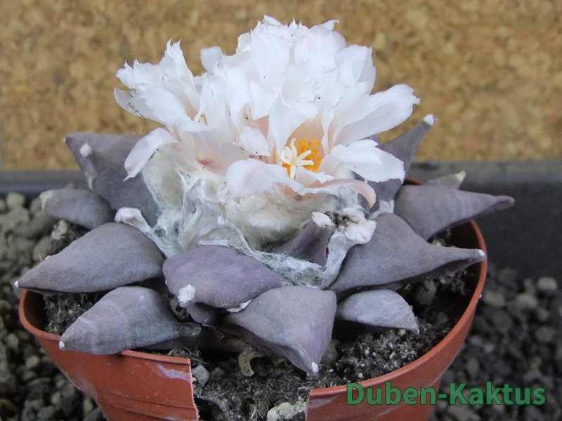 Ariocarpus furfuraceus La Ascension 9 cm cites IA