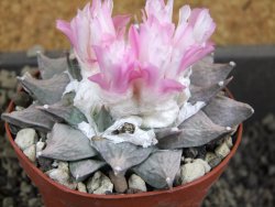Ariocarpus furfuraceus furfuraceus La Ascension 9 cm cites IA