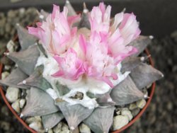 Ariocarpus furfuraceus furfuraceus La Ascension 9 cm cites IA - 12380703