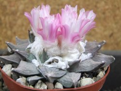 Ariocarpus furfuraceus furfuraceus La Ascension 9 cm cites IA - 12380704