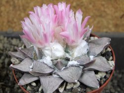 Ariocarpus furfuraceus furfuraceus La Ascension 9 cm cites IA - 12380705