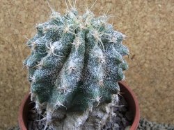 Astrophytum caput medusae X Ferocactus - chimera 9x10 cm - 12380724