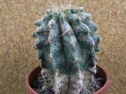 Astrophytum caput medusae X Ferocactus - chimera 9x10 cm - 12380727