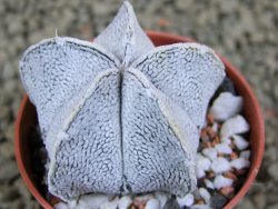 Astrophytum coahuilense snow (Super Coahuilense), pot 5,5 cm