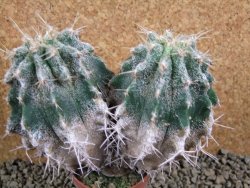 Astrophytum caput medusae X Ferocactus - chimera 14x7x11 cm - 12380803