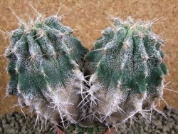 Astrophytum caput medusae X Ferocactus - chimera 14x7x11 cm