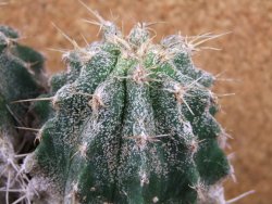 Astrophytum caput medusae X Ferocactus - chimera 14x7x11 cm - 12380805