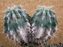 Astrophytum caput medusae X Ferocactus - chimera 14x7x11 cm - 12380806