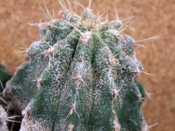 Astrophytum caput medusae X Ferocactus - chimera 14x7x11 cm - 12380807