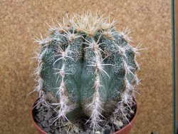 Astrophytum caput medusae X Ferocactus - chimera XXL 11x9 cm - 12380810