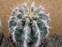 Astrophytum caput medusae X Ferocactus - chimera XXL 11x9 cm - 12380811