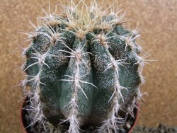 Astrophytum caput medusae X Ferocactus - chimera XXL 11x9 cm