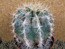 Astrophytum caput medusae X Ferocactus - chimera XXL 11x9 cm - 12380813