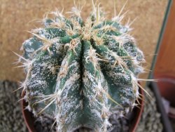 Astrophytum caput medusae X Ferocactus - chimera XXL 9,5x9 cm - 12380815