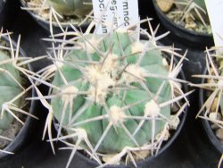 Gymnocalycium spegazzinii horizonthalonium Cachipampa, pot 5,5 cm