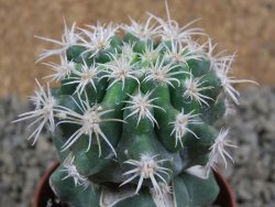 Pelecyphora aseliphormis X Ferocactus - chimera pot 5,5 cm