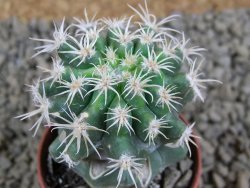 Pelecyphora aseliphormis X Ferocactus - chimera pot 5,5 cm - 12381181