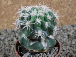 Pelecyphora aseliphormis X Ferocactus - chimera pot 5,5 cm - 12381182