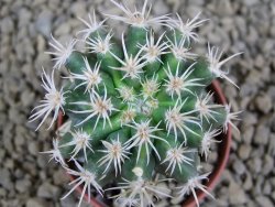 Pelecyphora aseliphormis X Ferocactus - chimera pot 5,5 cm - 12381183