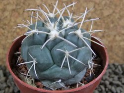 Coryphantha poselgeriana valida SB 288 Cerro Bola pot 6,5 cm