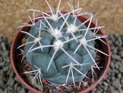 Coryphantha poselgeriana valida SB 288 Cerro Bola pot 6,5 cm - 12381281