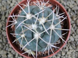 Coryphantha poselgeriana valida SB 288 Cerro Bola pot 6,5 cm - 12381282