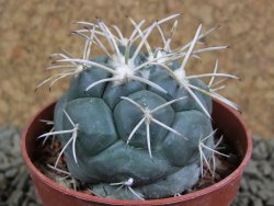 Coryphantha poselgeriana valida SB 288 Cerro Bola pot 6,5 cm - 12381283