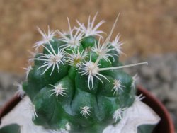 Pelecyphora aseliphormis X Ferocactus - chimera pot 5,5 cm