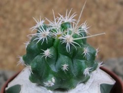 Pelecyphora aseliphormis X Ferocactus - chimera pot 5,5 cm - 12381370