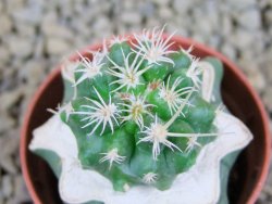 Pelecyphora aseliphormis X Ferocactus - chimera pot 5,5 cm - 12381371