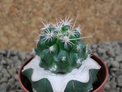 Pelecyphora aseliphormis X Ferocactus - chimera pot 5,5 cm - 12381372