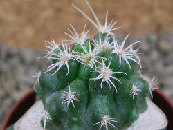 Pelecyphora aseliphormis X Ferocactus - chimera pot 5,5 cm - 12381373