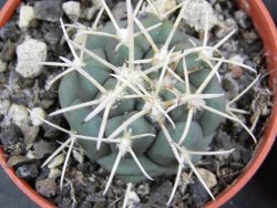 Coryphantha poselgeriana valida Cero Bola pot 5,5 cm - 12381409