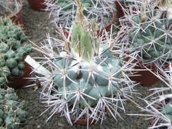 Coryphantha poselgeriana valida Cero Bola pot 5,5 cm - 12381414