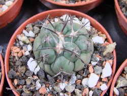 Coryphantha poselgeriana pot 5,5 cm
