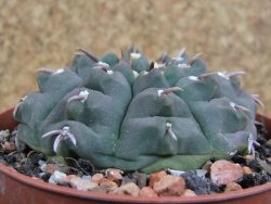 Gymnocalycium vatteri unguispinum, pot 8,5 cm