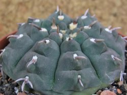 Gymnocalycium vatteri unguispinum, pot 8,5 cm - 12381606