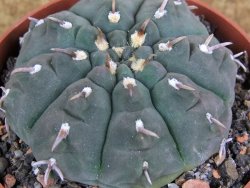 Gymnocalycium vatteri unguispinum, pot 8,5 cm - 12381607