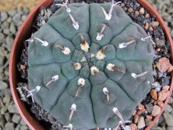 Gymnocalycium vatteri unguispinum, pot 8,5 cm - 12381608