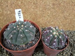 Gymnocalycium vatteri unguispinum, pot 8,5 cm - 12382070