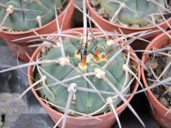 Gymnocalycium armatum, pot 5,5 cm