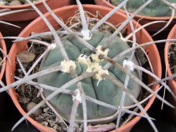 Gymnocalycium armatum, pot 5,5 cm - 12381735