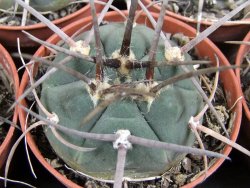 Gymnocalycium armatum, pot 5,5 cm - 12381737