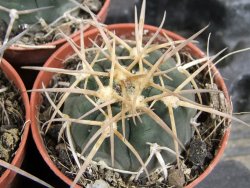 Gymnocalycium armatum, pot 5,5 cm - 12381738