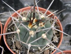 Gymnocalycium armatum, pot 5,5 cm - 12381739