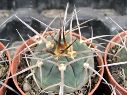 Gymnocalycium armatum, pot 5,5 cm - 12381740