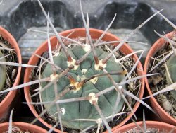 Gymnocalycium armatum, pot 5,5 cm - 12381741