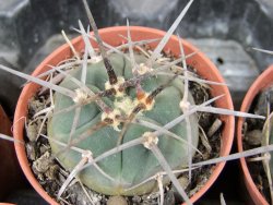 Gymnocalycium armatum, pot 5,5 cm - 12381742