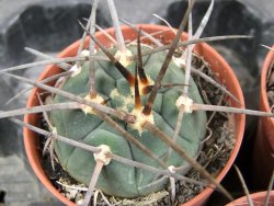 Gymnocalycium armatum, pot 5,5 cm - 12381743